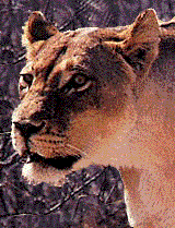 Lions animated GIFs