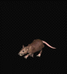 animated gifs mice