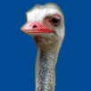 Download free ostriches animated gifs 22