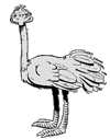 Download free ostriches animated gifs 19