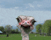 animated gifs ostriches