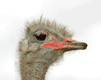 Download free ostriches animated gifs 1