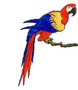 Download free parrots animated gifs 12