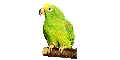 Download free parrots animated gifs 5