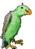 Download free parrots animated gifs 28