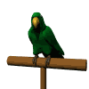 Download free parrots animated gifs 23