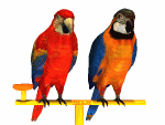 Download free parrots animated gifs 13