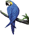 Download free parrots animated gifs 11