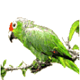 Download free parrots animated gifs 8