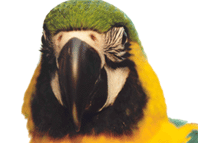 Download free parrots animated gifs 28