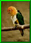 Download free parrots animated gifs 22