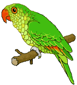 Download free parrots animated gifs 9