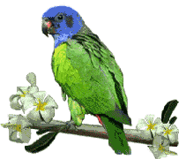 Download free parrots animated gifs 7