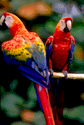 Download free parrots animated gifs 6