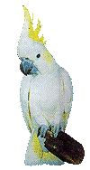 Download free parrots animated gifs 3