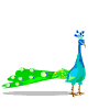 Download free peacocks animated gifs 6