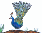 animated gifs peacocks