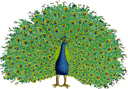 Download free peacocks animated gifs 2