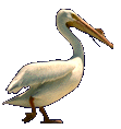 Download free pelicans animated gifs 21