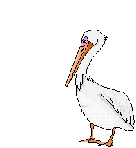 Download free pelicans animated gifs 9