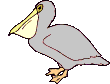 animated gifs pelicans