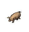 animated gifs pigs