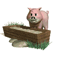 animated gifs pigs