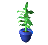 animated gifs plants
