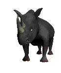 animated gifs rhinos