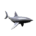 Download free sharks animated gifs 14