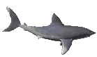 Download free sharks animated gifs 2
