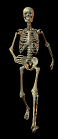 animated gifs skeletons