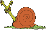 Download free snails animated gifs 6