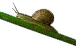 Download free snails animated gifs 2