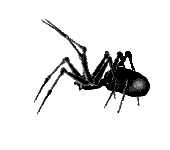 animated gifs spiders