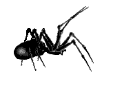 Download free spiders animated gifs 22