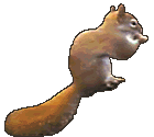 Download free squirrels animated gifs 27