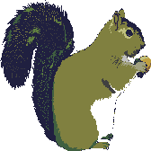 Download free squirrels animated gifs 11