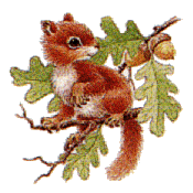 Download free squirrels animated gifs 10