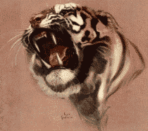 Download free tigers animated gifs 12