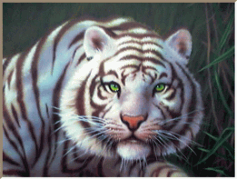 Download free tigers animated gifs 11