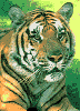 Download free tigers animated gifs 8
