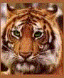 Download free tigers animated gifs 7