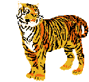 Download free tigers animated gifs 5