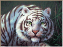 Download free tigers animated gifs 1