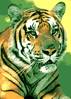 Download free tigers animated gifs 16