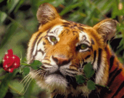 Download free tigers animated gifs 17