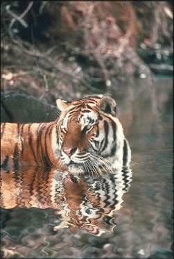 Download free tigers animated gifs 22