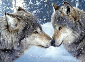 Download free Wolves animated gifs 9