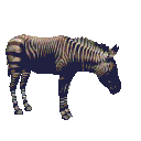 animated gifs Zebras